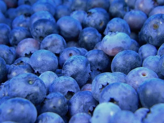 If Blueberries Were Pharmaceuticals, They Would Be Hailed As The Greatest Miracle Health Breakthrough