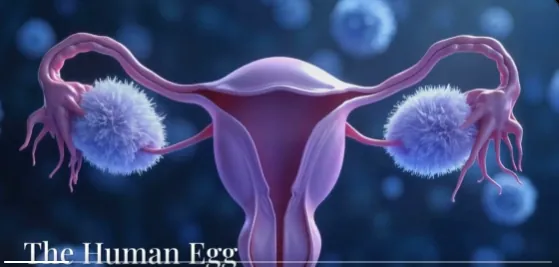 Clear evidence that the COVID-19 mRNA shots have crippled the reproductive capacity of humanity