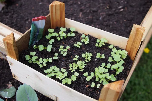 Get EMF Protection In Your Back Yard?