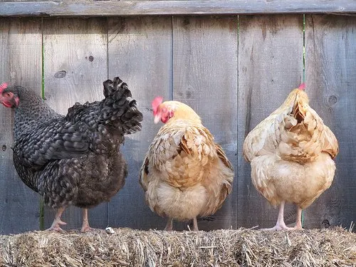 Report: Top Grocery Stores Get 'D' Grade on Antibiotic-Free Chicken