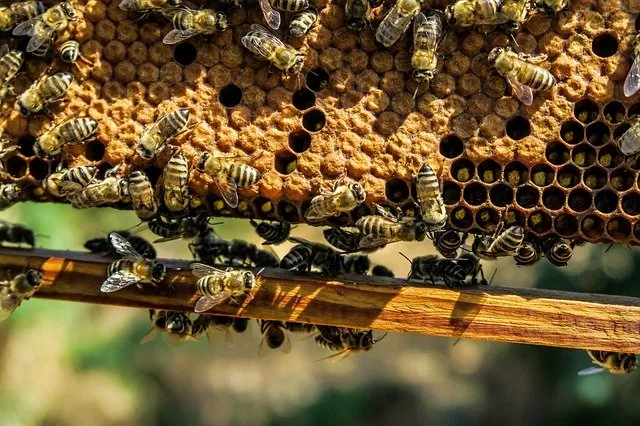 Stressed and Struggling to Sleep? Beeswax Could Help Scientists Say