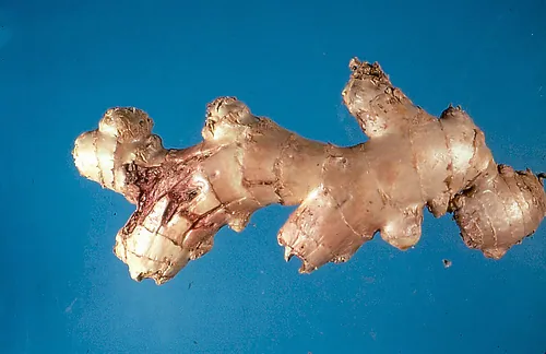 New Research Shows How Chili and Ginger Cut Cancer Risk