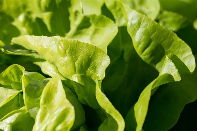 How Simple, Natural Methods Can Take the Work Out of Gardening, Boost Your Harvest and Be A Global Food Solution
