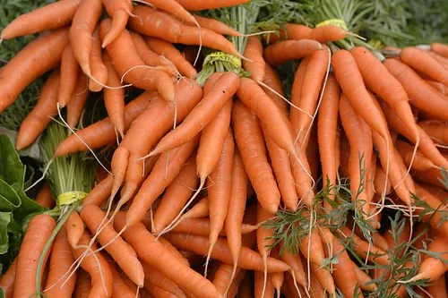 10 Superfoods You Can Grow At Home, Without Spending a Fortune
