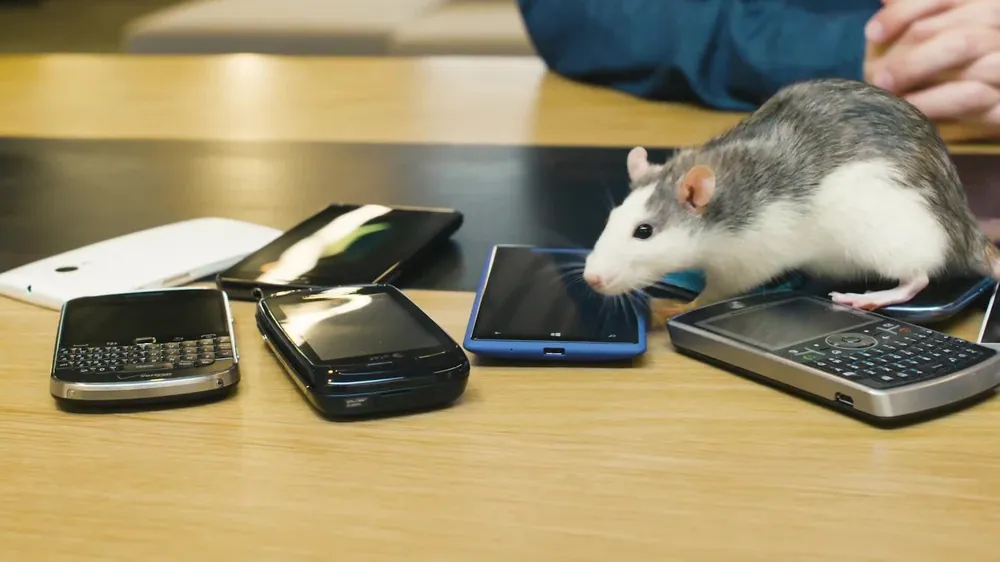 Study: Scientists Find 'Clear Evidence' that Phone Radiation Causes Cancer