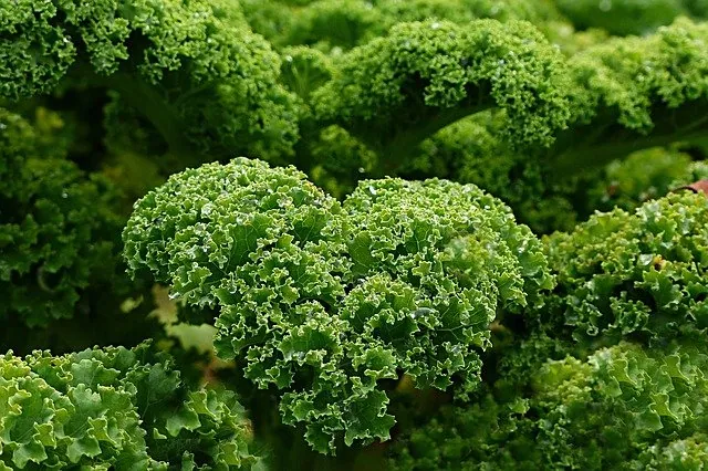 9 Reasons To Add This Green Superfood To Your Diet: Kale